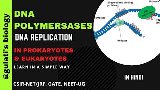 DNA polymerase in Hindi  Types of DNA polymerases  DNA polymerase in prokaryotes and eukaryotes [upl. by Alleon]