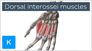 Dorsal interossei muscles of the Hand  Human Anatomy  Kenhub [upl. by Samuelson]