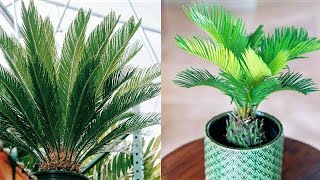 Cycas palm plant care  Sago palm plant  King sago palm care [upl. by Lotsyrk761]