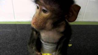 Deucie the baby baboon [upl. by Beghtol]