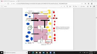 Renal Reabsorption Pathways [upl. by Ahsiemal778]