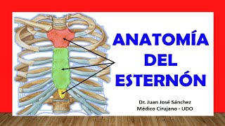 🥇 ANATOMÍA DEL ESTERNÓN Rápida y Sencilla [upl. by Sheppard792]