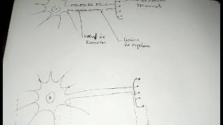 schéma dun neurone  myelinisé et amyelinisé [upl. by Gilberto126]