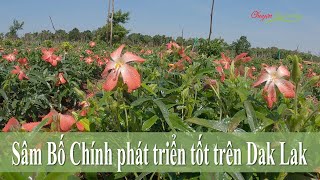 Tiềm năng từ xen canh Sâm bố chính trong vườn nhãn Hương Chi [upl. by Croom]