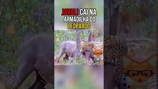 Javali cai na armadilha do Leopardo  PARTE 2 animals animaisselvagens leopardo javali [upl. by Pickar275]