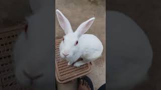 My lovely 😍 Rabbit 🐇 trending youtubeshorts trendingshorts viralvideo viralshorts [upl. by Nyllij]