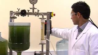 Michael Gerardo Swansea University  membrane filtration harvesting microalgae [upl. by Nabru]