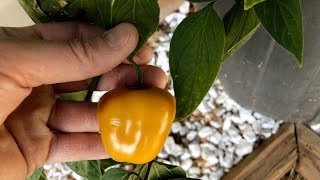 Orange Manzano pod test  2017 pepper review 32 [upl. by Atnahsal]