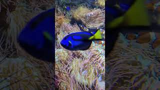 Clownfish and Blue tangs [upl. by Aihk]