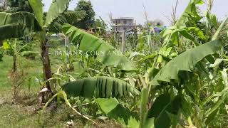 Banana Maize and Pitaya in Thulung Farm Thulung Farm thulungfarm [upl. by Adnov]