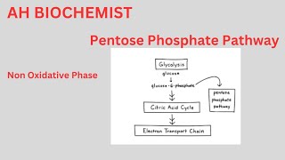 Pentose Phosphate PathwayHexose Monophosphate ShuntClass 11biology HMP ShuntOxidative Phase [upl. by Clark]