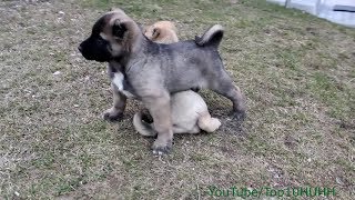 Kangal Turkish Kangal Puppies [upl. by Anairt282]