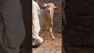 Heavyweight Cow 🐮 cow sohrabgothcowmandi haiderhaiderrecords musicgenre animals ytshorts goat [upl. by Canotas]