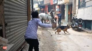 Dog Attacks Horse Never Pat Wide Dogs [upl. by Os]