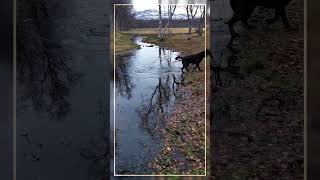 Walking the dogs  walking on water  arctic  171024b [upl. by Lizzie]