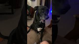 Dog With Amputated Leg Gives Owner Ghost Paw to Encourage Scratches [upl. by Eilujna]