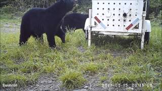 Black Bear Sets Trap and Gets Caught [upl. by Leclair504]