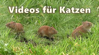 Videos für Katzen zum Ansehen  Mäuse im Gras ⭐ 8 Stunden ⭐ [upl. by Kcitrap]