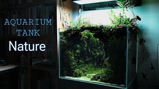 SIMPLE PLANTED AQUARIUM SETUP [upl. by Jabe]