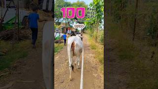 16100 Gaiye Ladne Lag Jati Hai dailyminivlog minivlog villagelife gay 100daysoflife [upl. by Anirroc77]