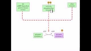 Regulation of Glycogen metabolism [upl. by Husein]