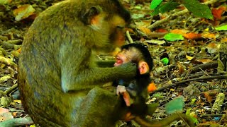 Fully weaning clip of old monkey mother block milk and warning baby that crying loudly [upl. by Harwell]