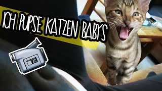 Ich pupse Katzen Babys VLOG 46 [upl. by Nehttam]