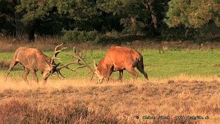 2015 09 25 Fight of harts  Kampf der Rothirsche [upl. by Merc635]