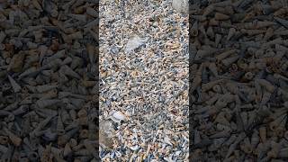 Beautiful Sea Shells at Aramoana Beach Dunedin New Zealand nature travel outdoors [upl. by Ahsiuqet]