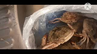 Ginataang Alimasag crab pinoyfood recipe [upl. by Pik]