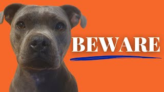 Are Staffies Dangerous TRUTH REVEALED [upl. by Nahtiek]