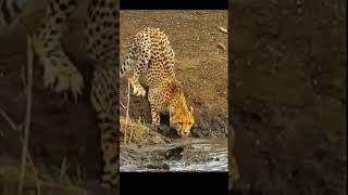 Crocodile attacks cheetah while drinking water Jaguar holds crocodile in his hand animalworld [upl. by Vevina]