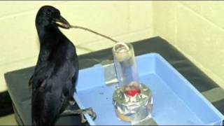 Science Today Crow Intelligence  California Academy of Sciences [upl. by Mikahs588]