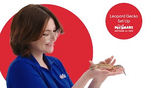 Setting Up Your Leopard Geckos Tank A Complete Guide [upl. by Onimixam]