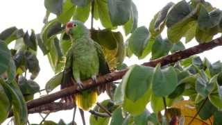 Redlored Parrot Amazona autumnalis [upl. by Ahsienot]