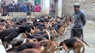 Feeding the Hounds at Frances Châteaux Cheverny [upl. by Izy]