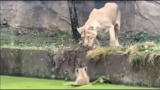 A lion cub fell into the water and was rescued by a lioness It seemed to be in a bit of pain [upl. by Dallman]