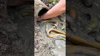 Whats in the mud 🌶️😱🐟 Oddly satisfying asmr viral trending shorts [upl. by Haraf]