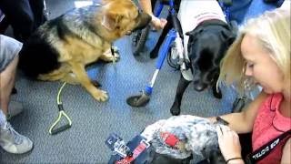 Paralyzed Dogs in Dog Wheelchair [upl. by Halyak151]