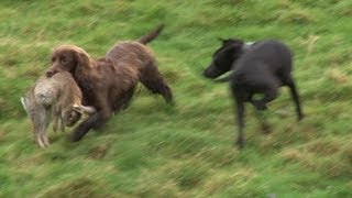 This compilation of smart dogs will leave you astonished [upl. by Animlehliw785]