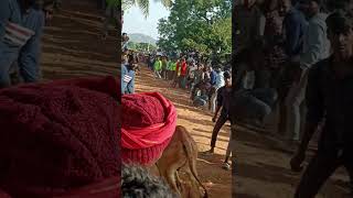 PUCHALA VAARI PALLI JALLIKATTU GUNA ENTERTAINMENTS  JALLIKATTU VIDEOS  9908143126  ANDHRA [upl. by Gabriella]