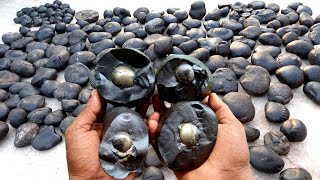 Shaligram  sri hiranya garbha shaligram shila [upl. by Lenz]