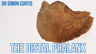 The Distal Phalanx aka Coffin Bone Horse Hoof Anatomy amp Farriery Knowledge [upl. by Sirrot]