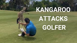 Golfer Attacked By Kangaroo on Fairway in Australia [upl. by Ispep878]