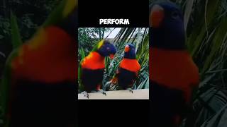 The RAINBOW LORIKEET  Lovely Mating Dance 😍 [upl. by Olracnaig]