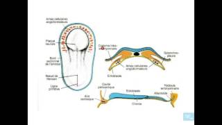 embryologie de lappareil cardio vasculaire partie 1 [upl. by Towne]