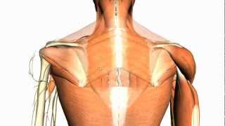 Extrinsic muscles of the back  Anatomy Tutorial [upl. by Saltzman]