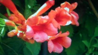 Campsis Radicans for sale [upl. by Aikkan25]