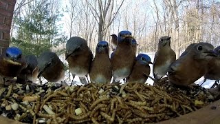 14 Eastern Bluebirds visit feeder at once [upl. by Ranita68]