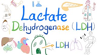 Lactate Dehydrogenase LDH  Organ Damage  Biochemistry Labs Clinical significance [upl. by Quentin]